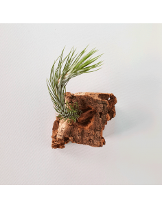 Tillandsia Funckiana Tipo 1 Ecoterrazas 2