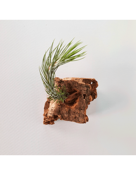 Tillandsia Funckiana Tipo 1 Ecoterrazas