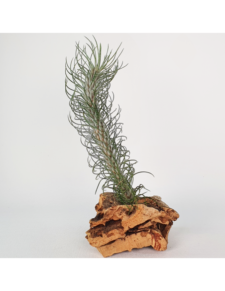 Tillandsia Funckiana Type 2 Ecoterrazas