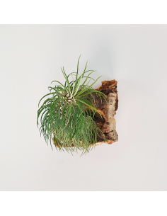 Tillandsia Funckiana Tipo 2 Ecoterrazas 2
