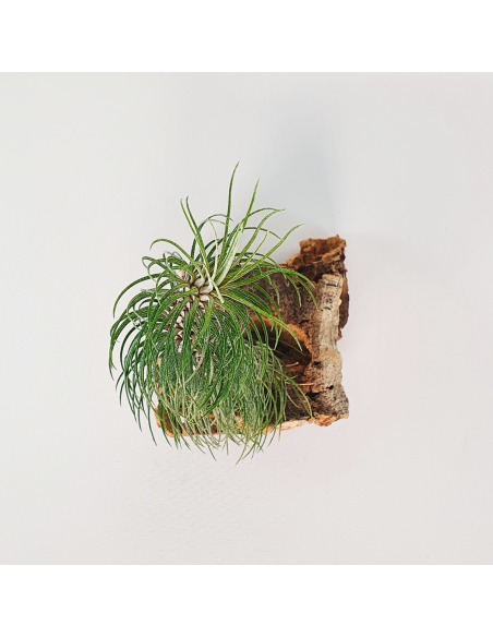 Tillandsia Funckiana Type 2 Ecoterrazas