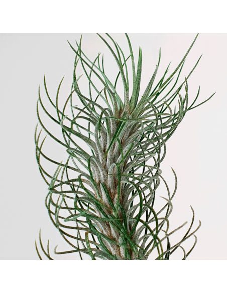 Tillandsia Funckiana Type 2 Ecoterrazas
