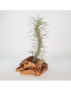 Tillandsia Funckiana Tipo 3 Ecoterrazas