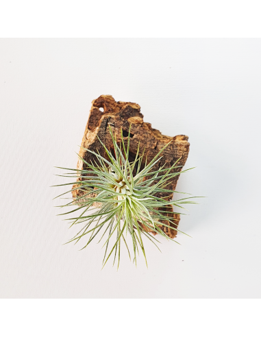 Tillandsia Funckiana Type 3 Ecoterrazas