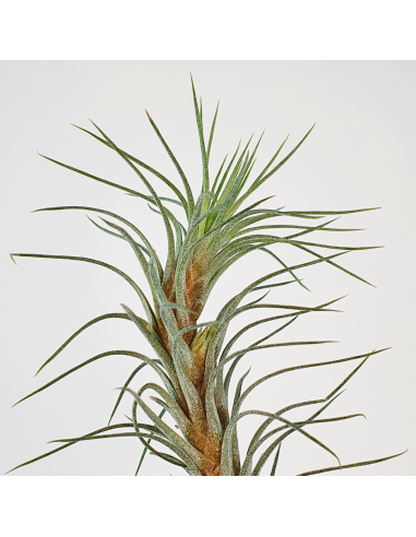 Tillandsia Funckiana Type 3 Ecoterrazas