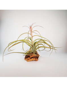 Tillandsia Heather Blush Ecoterrazas