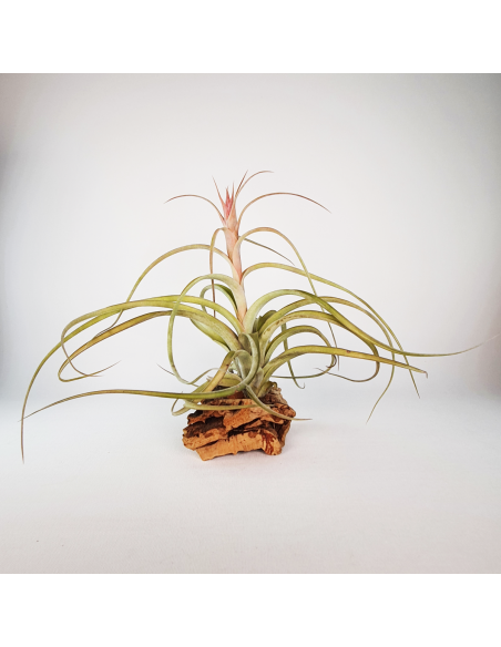 Tillandsia Heather Blush Ecoterrazas