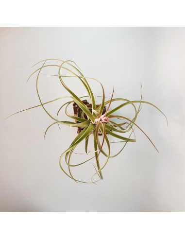 Tillandsia Heather Blush Ecoterrazas