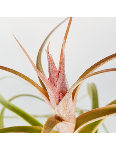 Tillandsia Heather Blush Ecoterrazas