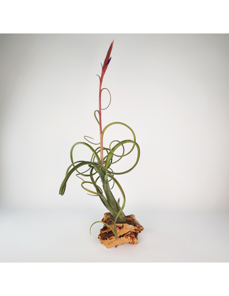 Intermedia Tillandsia Ecoterrazas
