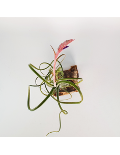 Tillandsia Intermedia Ecoterrazas 2