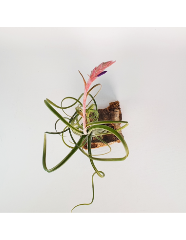 Intermedia Tillandsia Ecoterrazas