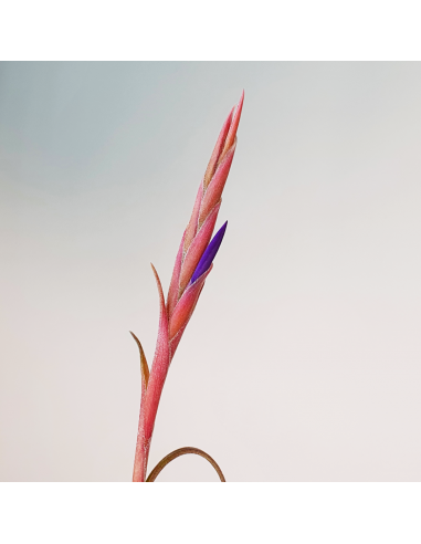 Intermedia Tillandsia Ecoterrazas