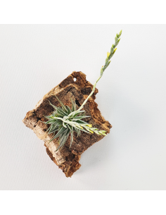 Tillandsia Loliacea Pulk Ecoterrazas 2