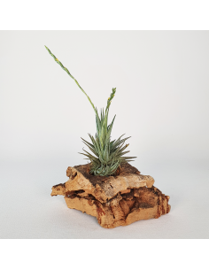 Tillandsia Loliacea Pulk Ecoterrazas