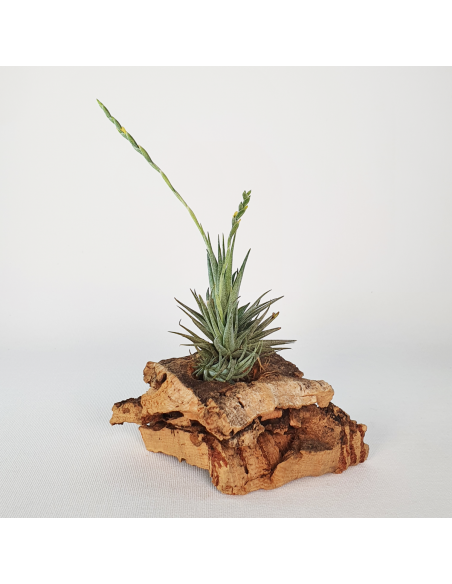 Tillandsia Loliacea Pulk Ecoterrazas
