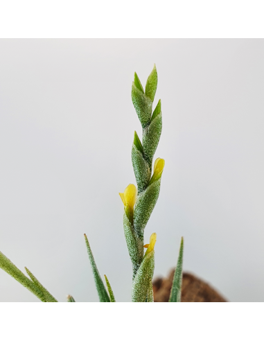 Loliacea Pulk Tillandsia Ecoterrazas