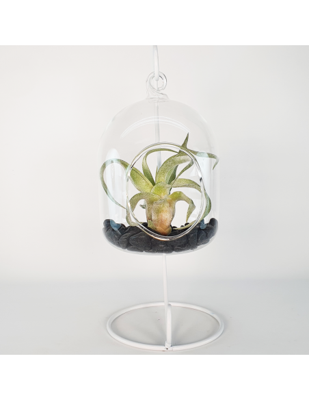 Terrario cristal colgante con soporte metálico Ecoterrazas