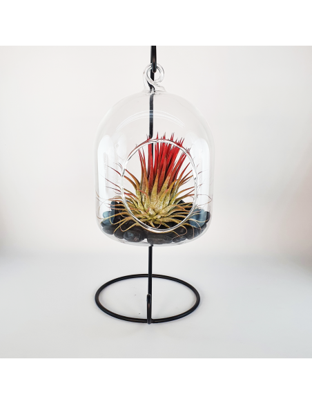 Terrario cristal colgante con soporte metálico Ecoterrazas