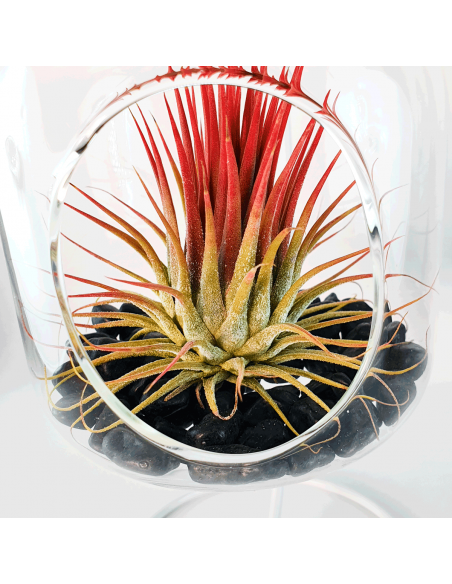 Terrario cristal colgante con soporte metálico Ecoterrazas