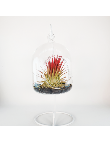 Terrario cristal colgante con soporte metálico Ecoterrazas