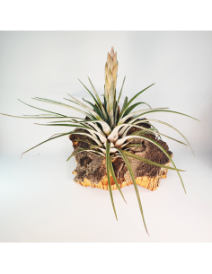 Tillandsia Carrilloi Ecoterrazas