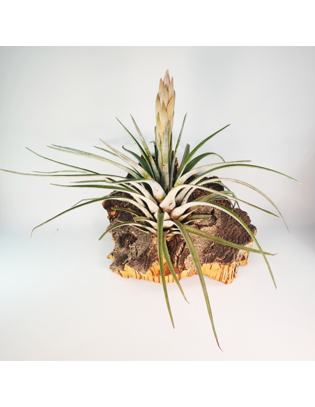Tillandsia Carrilloi Ecoterrazas