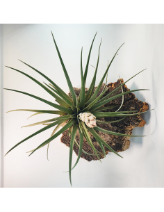 Tillandsia Carrilloi Ecoterrazas 2