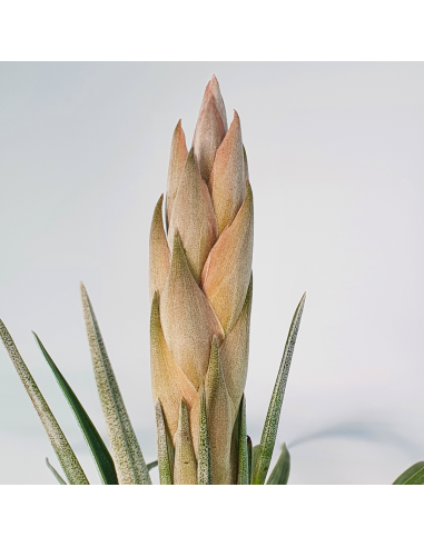 Tillandsia Carrilloi Ecoterrazas