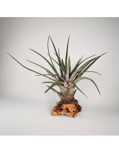 Tillandsia Carrilloi Ecoterrazas