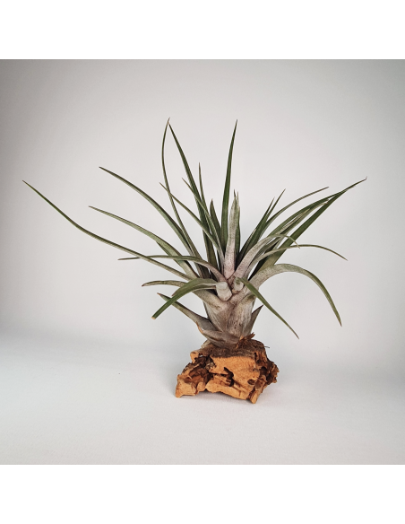 Tillandsia Carrilloi Ecoterrazas