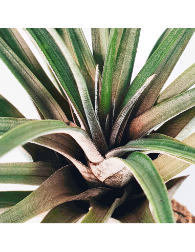 Tillandsia Carrilloi Ecoterrazas