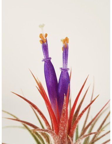 Tillandsia Ionantha Silver Ecoterrazas