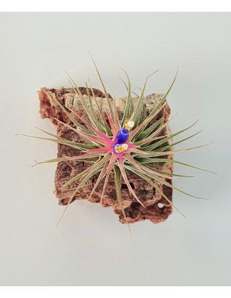 Ionantha silver Tillandsia Ecoterrazas