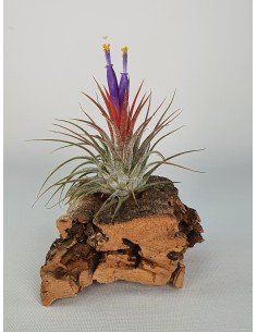 Tillandsia Ionantha Silver Ecoterrazas
