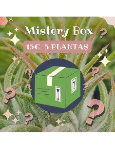 Mistery Box with 5 plants | Ecoterrazas.com