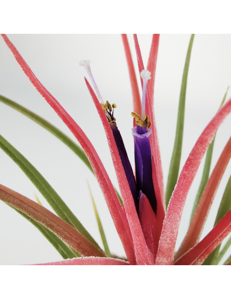 Bulbosa x Ionantha Tillandsia Ecoterrazas