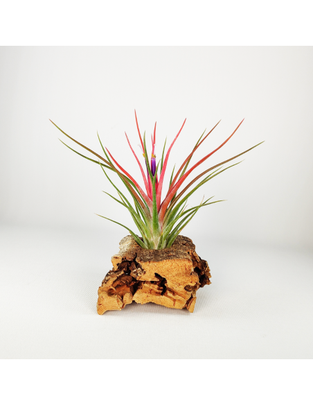 Bulbosa x Ionantha Tillandsia Ecoterrazas