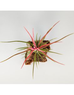 Tillandsia Ionantha x Bulbosa Ecoterrazas 2