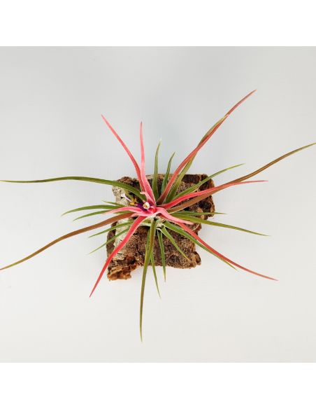 Tillandsia Ionantha x Bulbosa Ecoterrazas