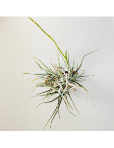 Tillandsia Arhiza Forma Pequeña Ecoterrazas 2