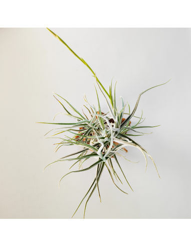 Tillandsia Arhiza Forma Pequeña Ecoterrazas