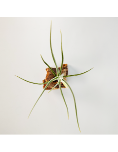 Tillandsia Glabior Ecoterrazas 2