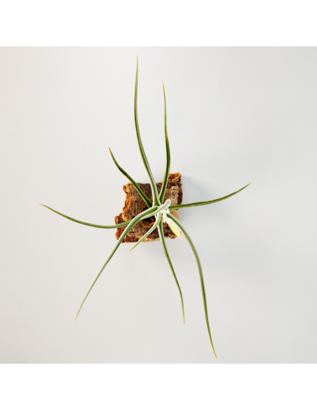 Tillandsia Glabior Ecoterrazas