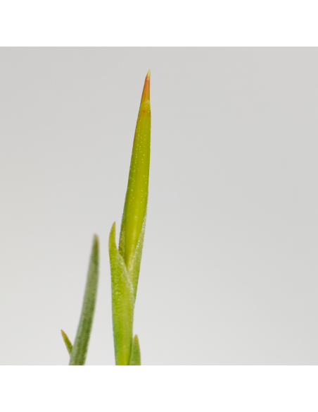 Tillandsia Glabior Ecoterrazas