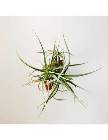 Tillandsia Kashkin Ecoterrazas