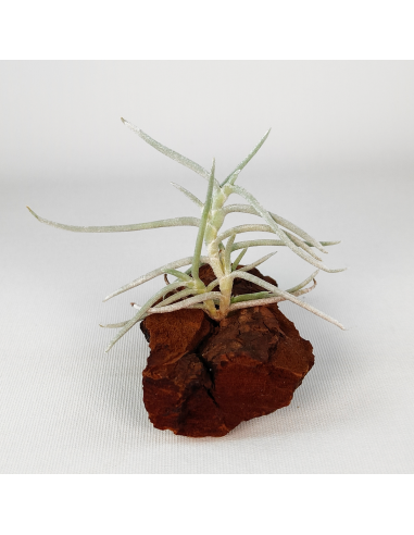 Tillandsia Mollis Ecoterrazas