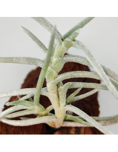 Tillandsia Mollis Ecoterrazas 2