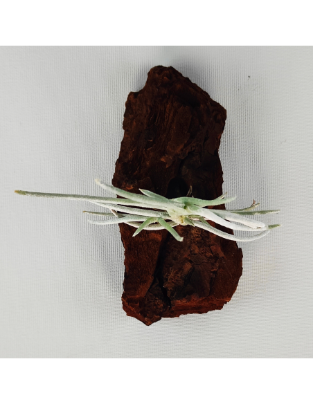 Tillandsia Mollis Ecoterrazas