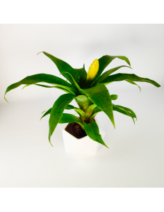 Bromelia Vriesea Ospinae Ecoterrazas